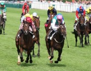 turf turf en ligne