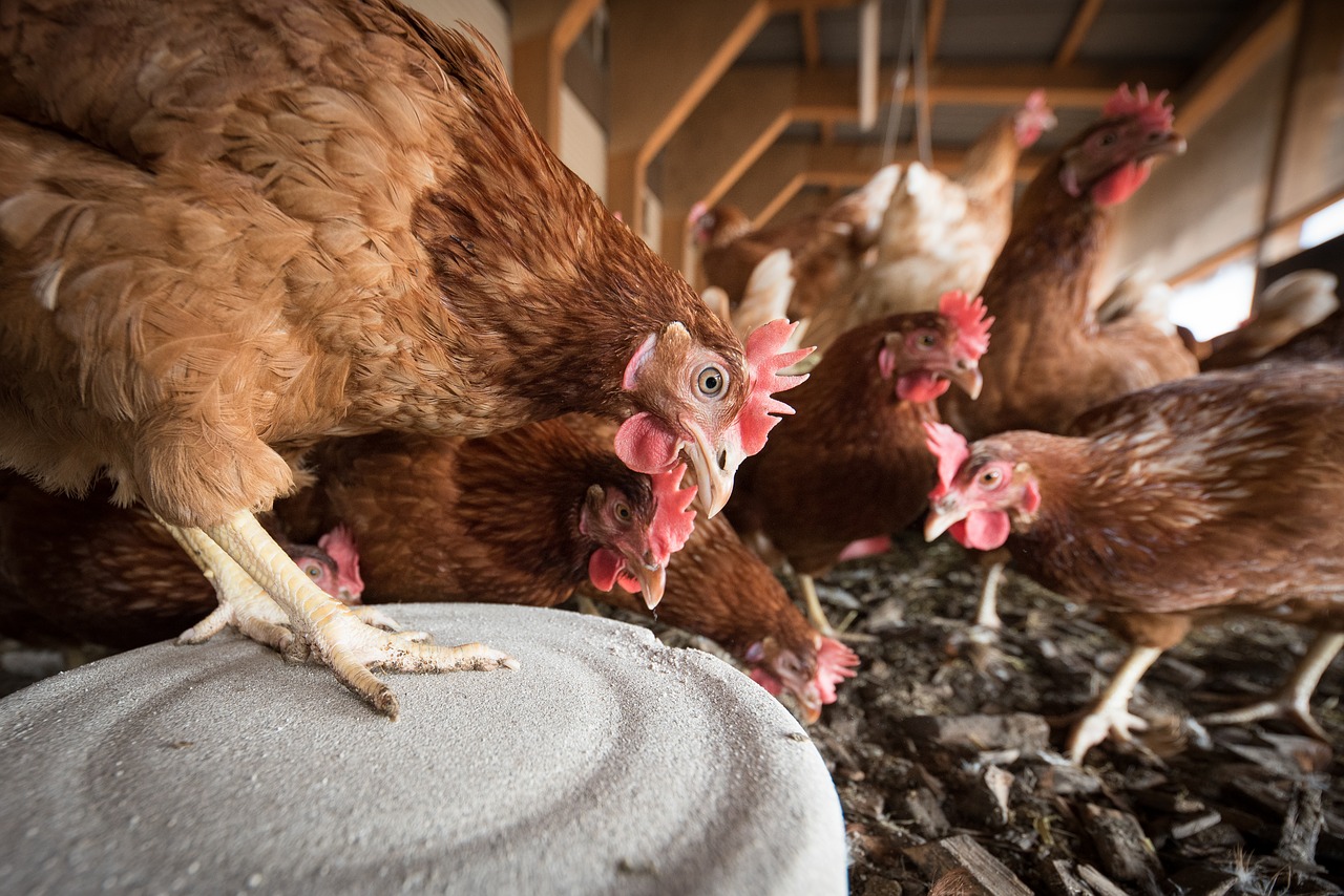 poules pondeuses
