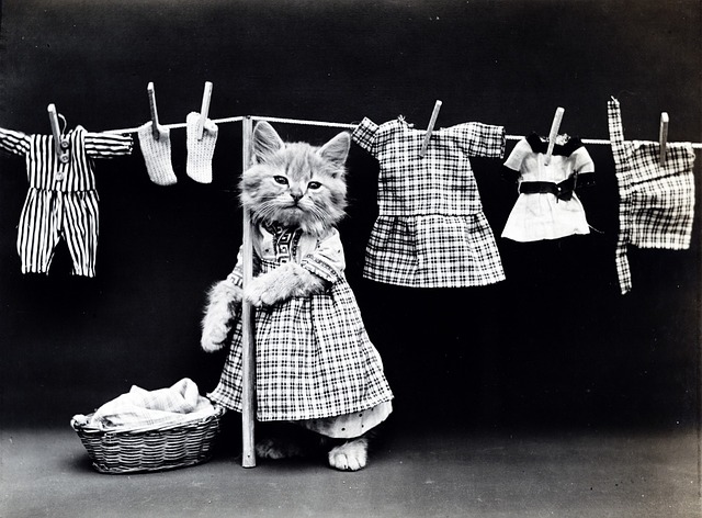 vêtement chat