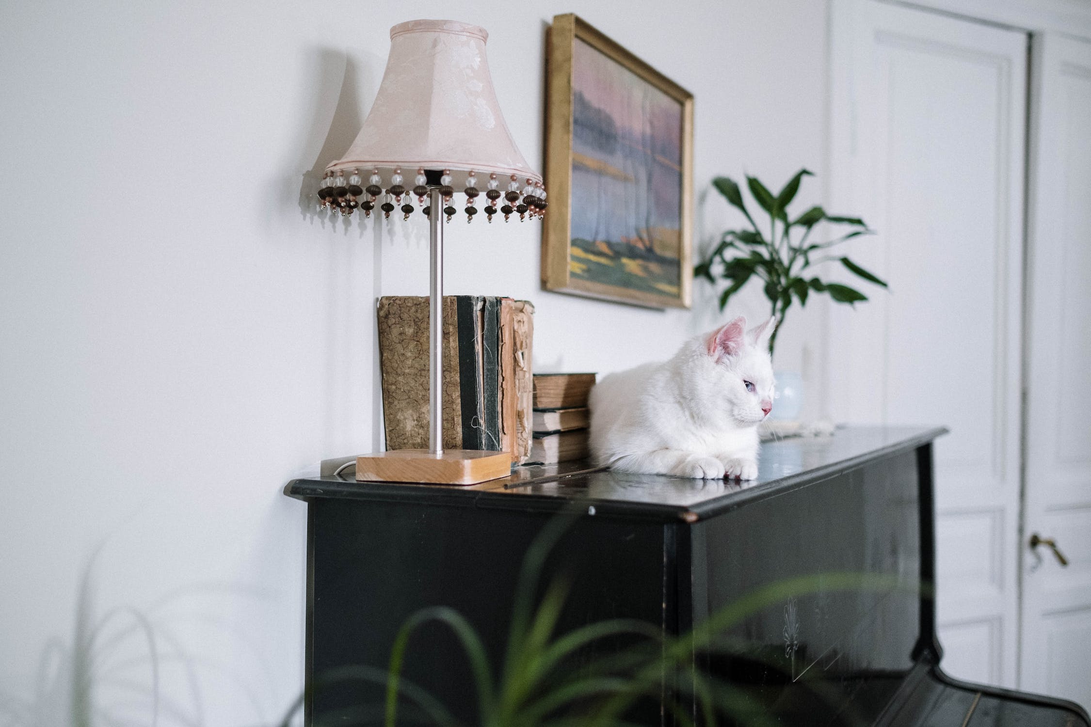 répulsif naturel chat